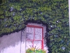 Ivy Coated House